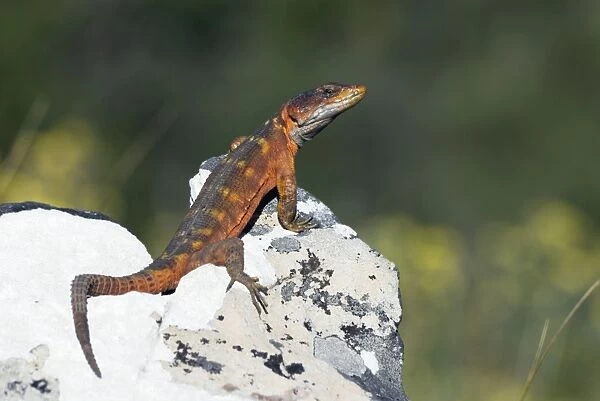 Cape Crag Lizard. Mountain Drive, Grahamstown, Eastern Cape, South Africa