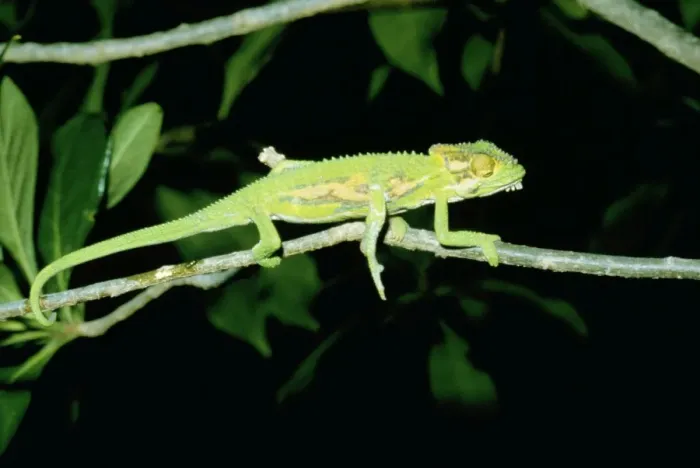 Framed Print : Cape Dwarf Chameleon - Five legs with an extra leg on its right side