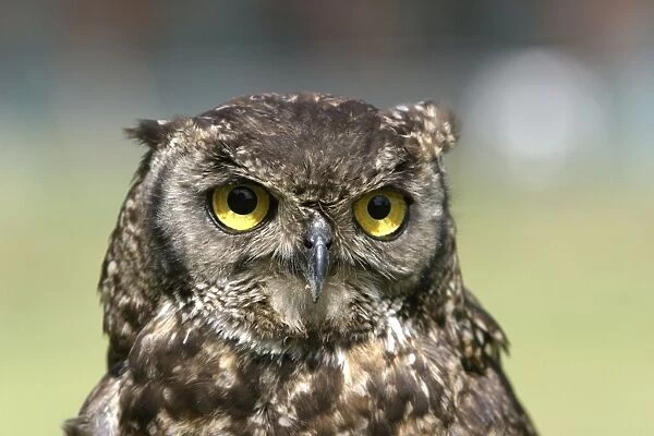 Cape Eagle Owl. South Africa. Africa