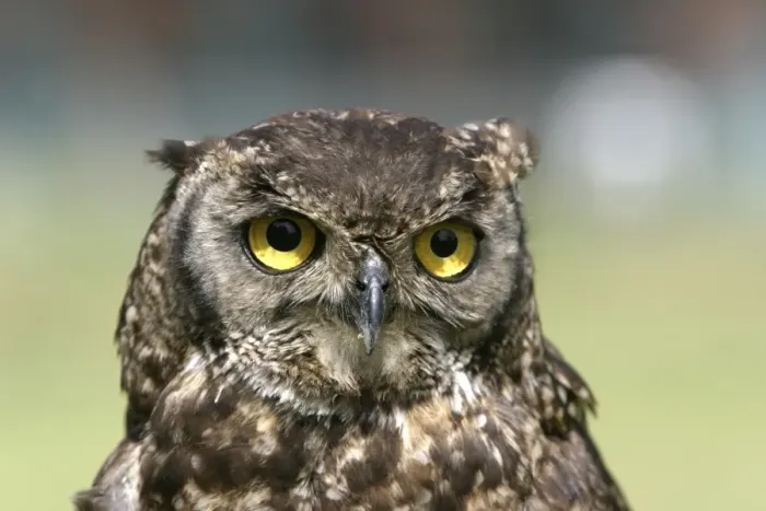 Framed Print : Cape Eagle Owl. South Africa. Africa Framed Print : Cape Eagle Owl. South Africa. Africa