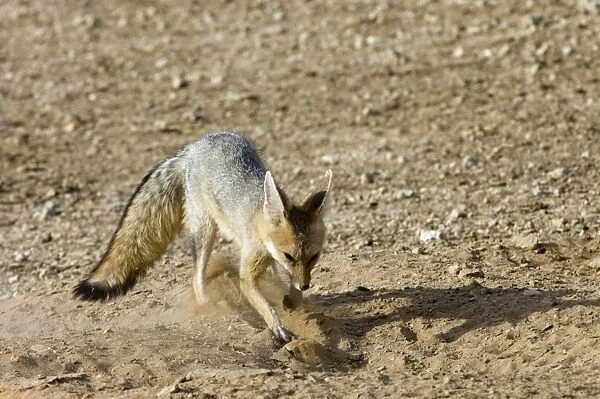 Cape Fox - Digging at burrow entrance. Nocturnal predator of invertebrates, rodents, reptiles and birds. Also wild fruit and carrion. Only true fox in subregion. Endemic in South Africa, Botswana, Namibia and SW Angola