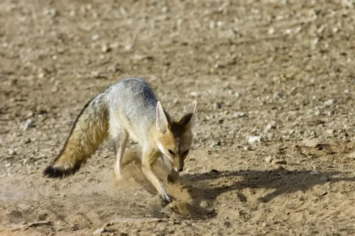 Framed Print : Cape Fox - Digging at burrow entrance. Nocturnal predator of invertebrates, rodents, reptiles and birds. Also wild fruit and carrion. Only true fox in subregion. Endemic in South Africa, Botswana, Namibia and SW Angola
