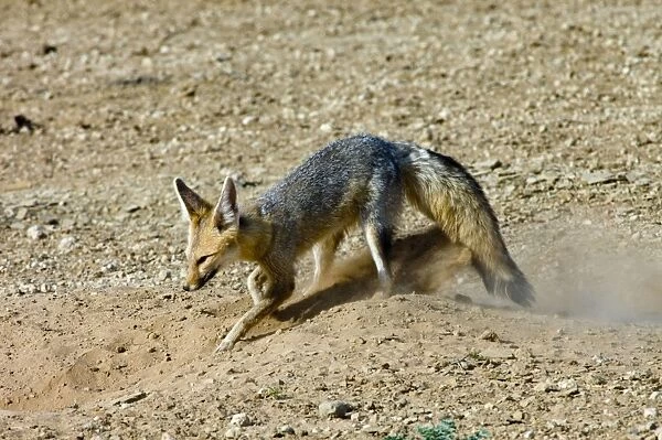Cape Fox - Digging at burrow entrance. Nocturnal predator of invertebrates, rodents, reptiles and birds. Also wild fruit and carrion. Only true fox in subregion. Endemic in South Africa, Botswana, Namibia and SW Angola