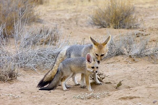 Cape Fox - Female grooming pup. Nocturnal predator of invertebrates, rodents, reptiles and birds. Also wild fruit and carrion. Only true fox in subregion. Endemic in South Africa, Botswana, Namibia and SW Angola