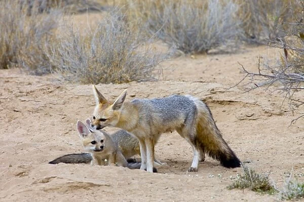 Cape Fox - Female grooming pup. Nocturnal predator of invertebrates, rodents, reptiles and birds. Also wild fruit and carrion. Only true fox in subregion. Endemic in South Africa, Botswana, Namibia and SW Angola