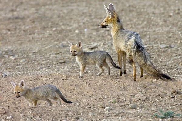 Cape Fox - Female with pups at burrow entrance. Nocturnal predator of invertebrates, rodents, reptiles and birds. Also wild fruit and carrion. Only true fox in subregion. Endemic in South Africa, Botswana, Namibia and SW Angola