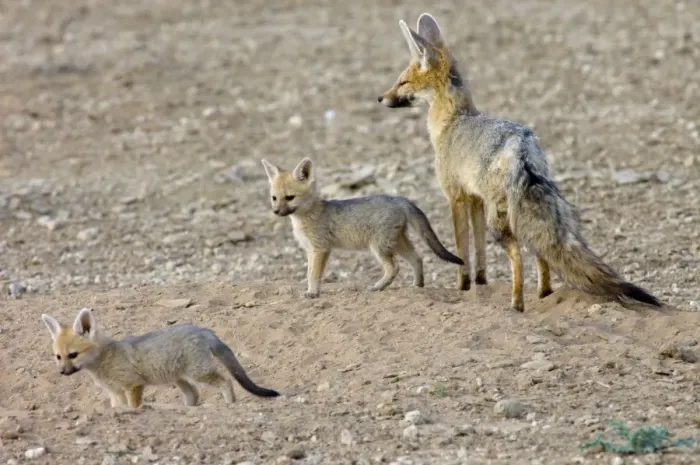 Framed Print : Cape Fox - Female with pups at burrow entrance. Nocturnal predator of invertebrates, rodents, reptiles and birds. Also wild fruit and carrion. Only true fox in subregion. Endemic in South Africa, Botswana, Namibia and SW Angola Framed Print : Cape Fox - Female with pups at burrow entrance. Nocturnal predator of invertebrates, rodents, reptiles and birds. Also wild fruit and carrion. Only true fox in subregion. Endemic in South Africa, Botswana, Namibia and SW Angola