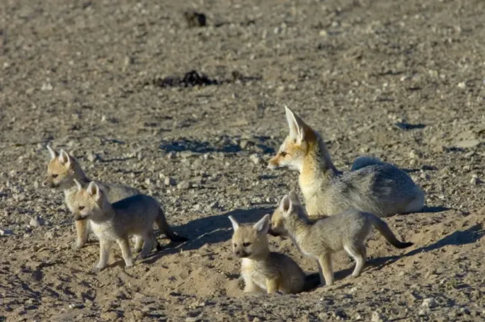 Framed Print : Cape Fox - Female with pups at burrow entrance. Nocturnal predator of invertebrates, rodents, reptiles and birds. Also wild fruit and carrion. Only true fox in subregion. Endemic in South Africa, Botswana, Namibia and SW Angola
