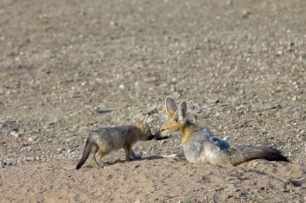 Cape Fox - Pup greeting adult. Nocturnal predator of invertebrates, rodents, reptiles and birds. Also wild fruit and carrion. Only true fox in subregion. Endemic in South Africa, Botswana, Namibia and SW Angola