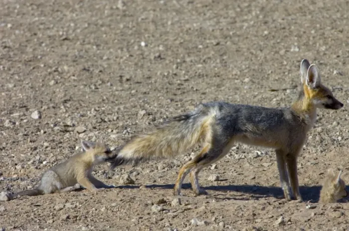 Framed Print : Cape Fox - Pup pulling male's tail. Nocturnal predator of invertebrates, rodents, reptiles and birds. Also wild fruit and carrion. Only true fox in subregion. Endemic in South Africa, Botswana, Namibia and SW Angola