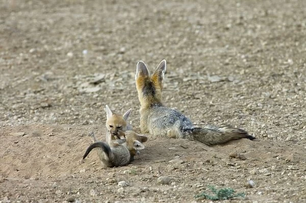 Cape Fox - Pups playing by adult. Nocturnal predator of invertebrates, rodents, reptiles and birds. Also wild fruit and carrion. Only true fox in subregion. Endemic in South Africa, Botswana, Namibia and SW Angola
