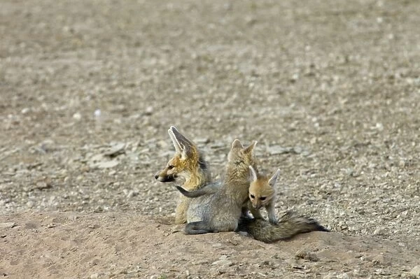Cape Fox - Pups playing by adult. Nocturnal predator of invertebrates, rodents, reptiles and birds. Also wild fruit and carrion. Only true fox in subregion. Endemic in South Africa, Botswana, Namibia and SW Angola
