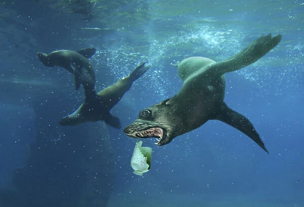 Cape fur seal, Arctocephalus pusillus, playing with