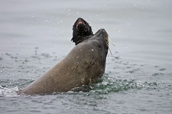 Cape Fur Seal Bull eating a seal pup Walvis Bay, Namibia, Africa