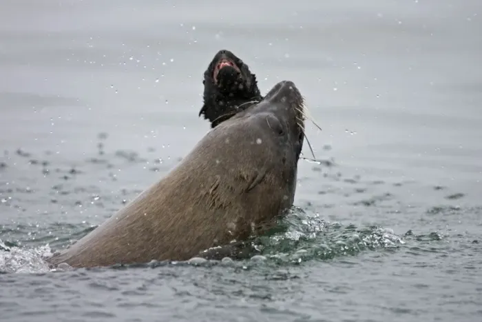 Framed Print : Cape Fur Seal Bull eating a seal pup Walvis Bay, Namibia, Africa Framed Print : Cape Fur Seal Bull eating a seal pup Walvis Bay, Namibia, Africa