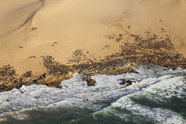 Cape Fur Seal colony at the coast of the Namib Desert