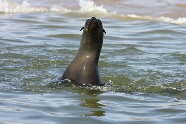 Cape Fur Seal Inquisitive seal extending out of water Walvis Bay, Namibia, Africa