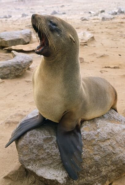Cape Fur Seal - mouth open Namibia, Africa