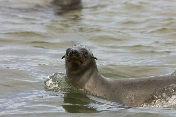 Cape Fur Seal Swimming in the Atlantic Walvis Bay, Namibia, Africa