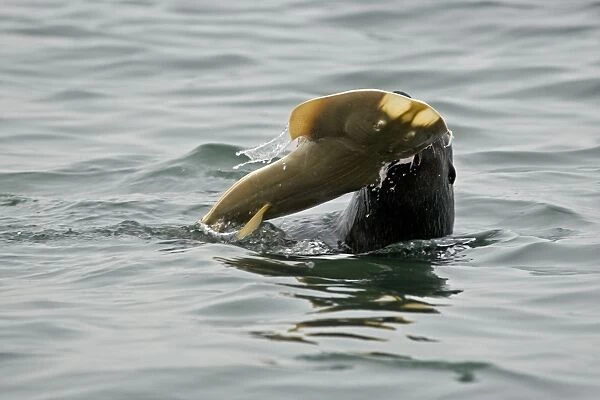Cape Fur Seal - Thrashing a Sand Shark around - Atlantic Ocean - Namibia - Africa