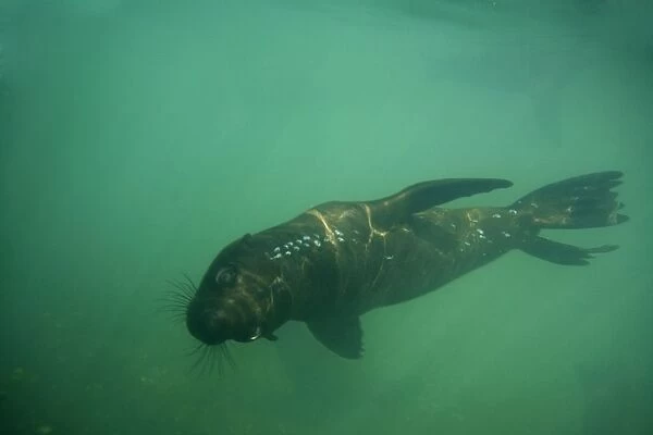 Cape Fur Seal - viewed from under the water with air bubbles - Atltanic Ocean - Namibia - Africa