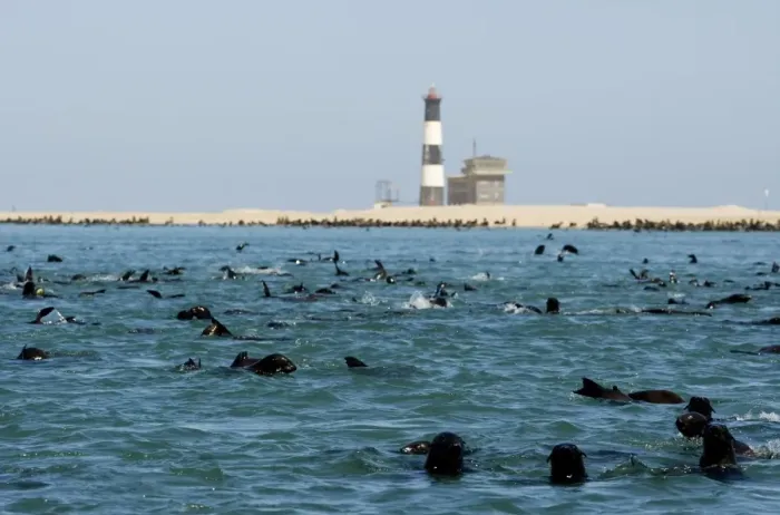 Framed Print : Cape Fur Seals - colony in the water and on the beach by Pelican Point Lighthouse - Atltanic Ocean - Namibia - Africa Framed Print : Cape Fur Seals - colony in the water and on the beach by Pelican Point Lighthouse - Atltanic Ocean - Namibia - Africa