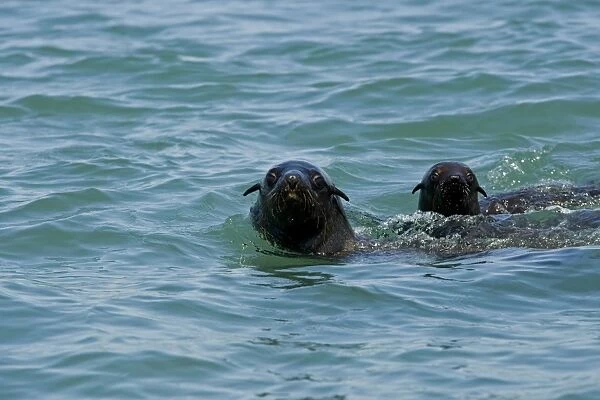 Cape Fur Seals - with heads above the water - Atltanic Ocean - Namibia - Africa