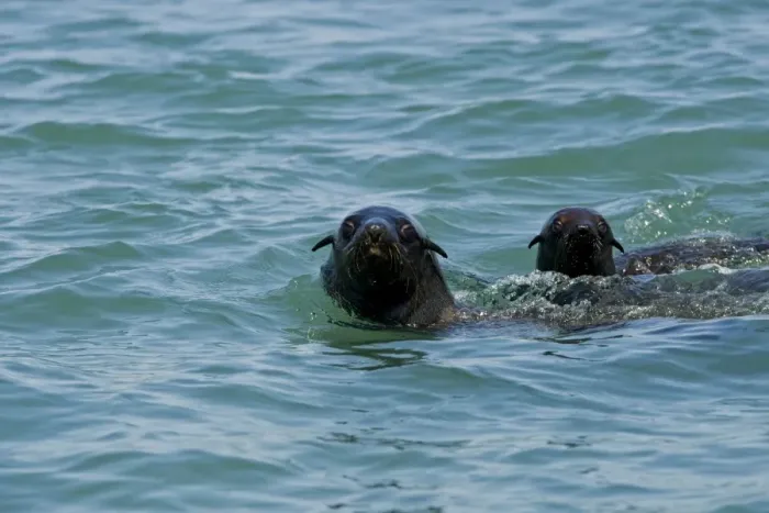Framed Print : Cape Fur Seals - with heads above the water - Atltanic Ocean - Namibia - Africa Framed Print : Cape Fur Seals - with heads above the water - Atltanic Ocean - Namibia - Africa
