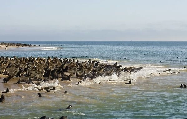 Cape Fur Seals Pelican Point Colony at Walvis Bay. Walvis Bay, Namibia, Africa