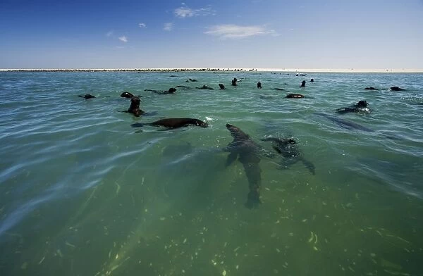 Cape Fur Seals - seal colony shown with members in the water and on the beach - Atltanic Ocean - Namibia - Africa
