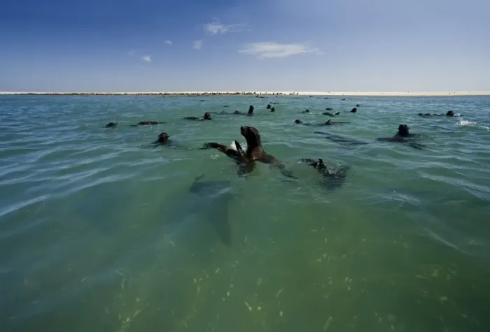 Framed Print : Cape Fur Seals - seal colony shown with members in the water and on the beach - Atltanic Ocean - Namibia - Africa Framed Print : Cape Fur Seals - seal colony shown with members in the water and on the beach - Atltanic Ocean - Namibia - Africa