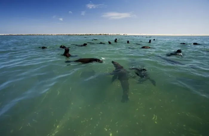 Framed Print : Cape Fur Seals - seal colony shown with members in the water and on the beach - Atltanic Ocean - Namibia - Africa Framed Print : Cape Fur Seals - seal colony shown with members in the water and on the beach - Atltanic Ocean - Namibia - Africa