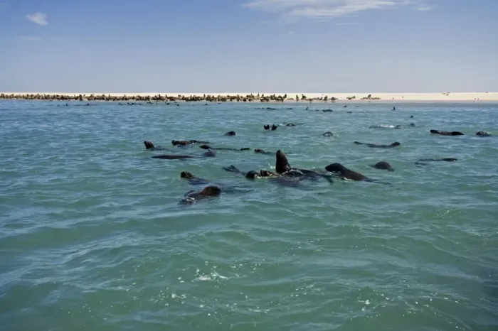 Framed Print : Cape Fur Seals - seal colony shown with members in the water and on the beach - Atltanic Ocean - Namibia - Africa Framed Print : Cape Fur Seals - seal colony shown with members in the water and on the beach - Atltanic Ocean - Namibia - Africa