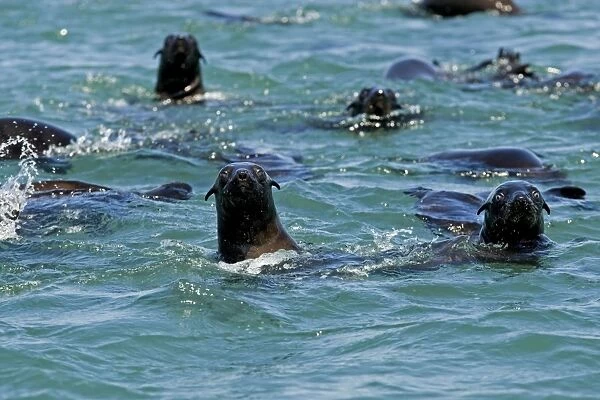 Cape Fur Seals - in the water - Atltanic Ocean - Namibia - Africa
