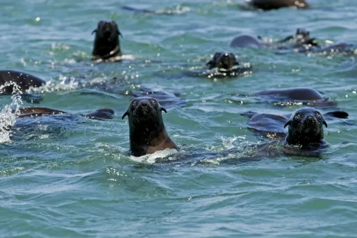 Framed Print : Cape Fur Seals - in the water - Atltanic Ocean - Namibia - Africa Framed Print : Cape Fur Seals - in the water - Atltanic Ocean - Namibia - Africa