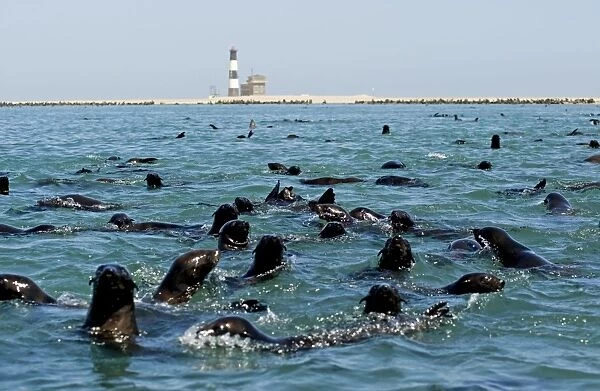 Cape Fur Seals - in the water near Pelican Point Lighthouse - the rest of the colony visible on the beach - Atltanic Ocean - Namibia - Africa