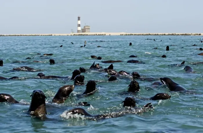 Framed Print : Cape Fur Seals - in the water near Pelican Point Lighthouse - the rest of the colony visible on the beach - Atltanic Ocean - Namibia - Africa Framed Print : Cape Fur Seals - in the water near Pelican Point Lighthouse - the rest of the colony visible on the beach - Atltanic Ocean - Namibia - Africa