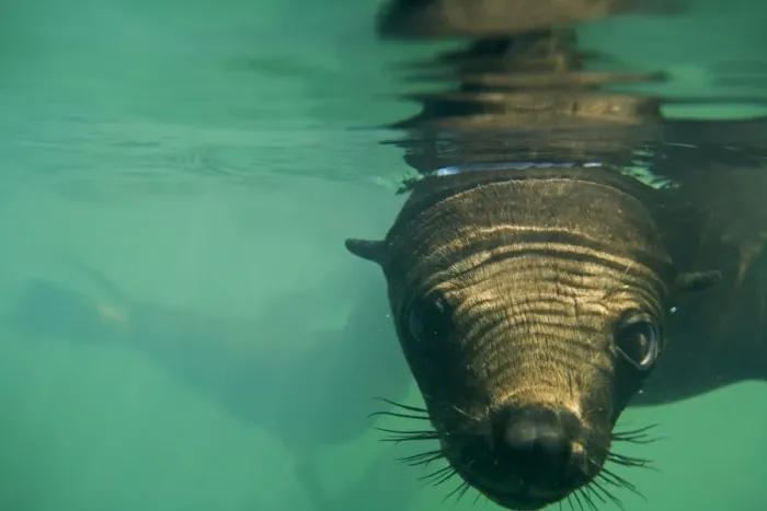 Framed Print : Cape Fur Seals - wide angle close up portrait under the water - Atltanic Ocean - Namibia - Africa Framed Print : Cape Fur Seals - wide angle close up portrait under the water - Atltanic Ocean - Namibia - Africa