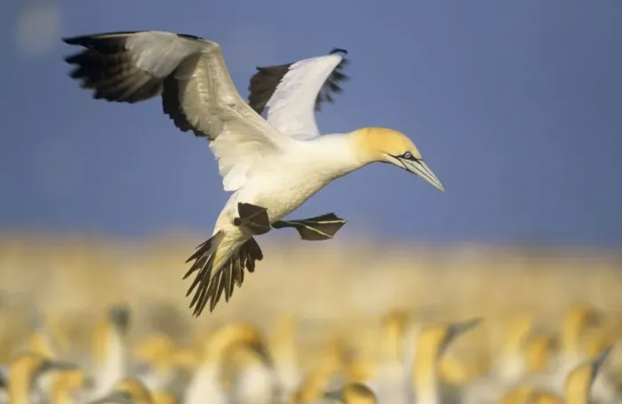 Framed Print : Cape Gannet - landing Bird Island Eastern Cape Province South Africa Framed Print : Cape Gannet - landing Bird Island Eastern Cape Province South Africa