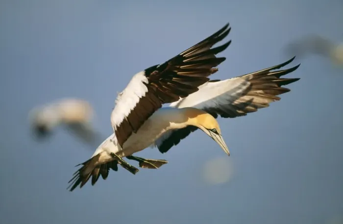 Framed Print : Cape Gannet VAN 182 In flight. Bird Island, Eastern Cape Province, South Africa. Sula capensis © Ingrid van den Berg / ardea. com Framed Print : Cape Gannet VAN 182 In flight. Bird Island, Eastern Cape Province, South Africa. Sula capensis © Ingrid van den Berg / ardea. com