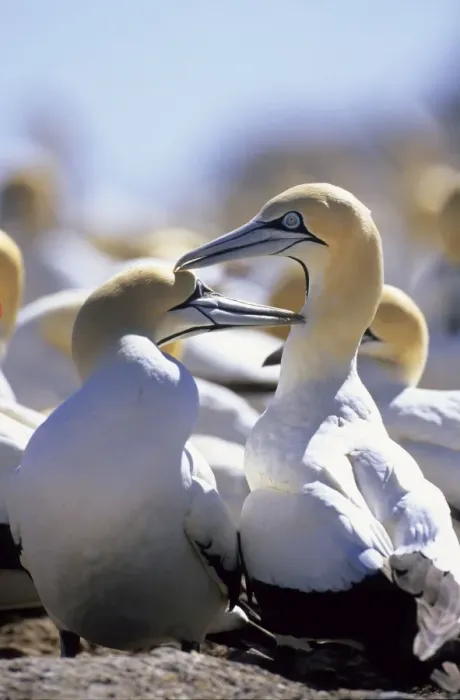 Framed Print : Cape Gannets - Preening each other. Lambert's Bay, South Africa