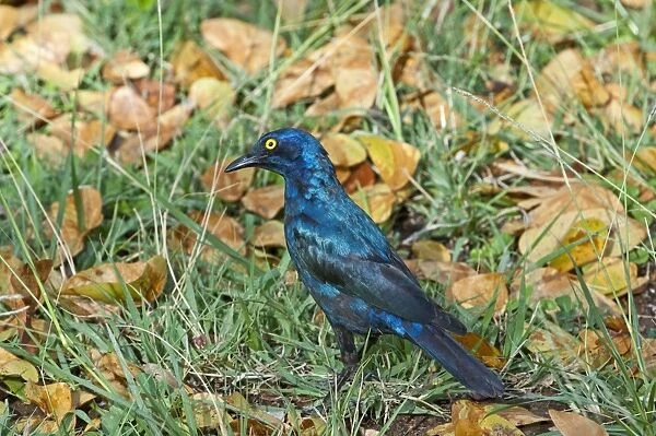 Cape Glossy Starling - foraging on ground among leaves and grass - Kruger - National Park - South Africa