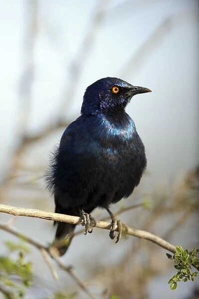 Cape Glossy Starling - Kruger National Park, South Africa