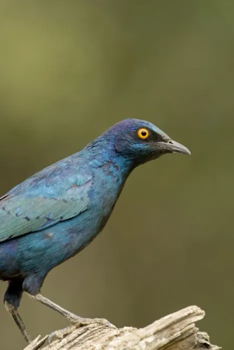 Framed Print : Cape Glossy Starling - North Western Namibia- Africa Framed Print : Cape Glossy Starling - North Western Namibia- Africa
