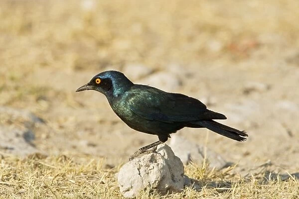 Cape Glossy Starling - perched on a rock - Etosha National Park - Namibia - Africa