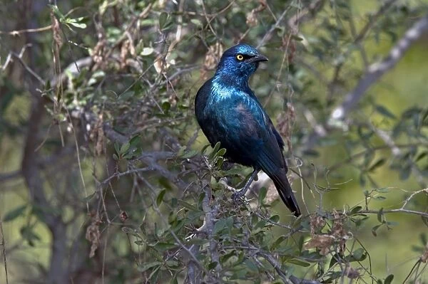 Cape Glossy Starling - widespread in western Angola and southern Africa - Mopani - Kruger National Park - South Africa