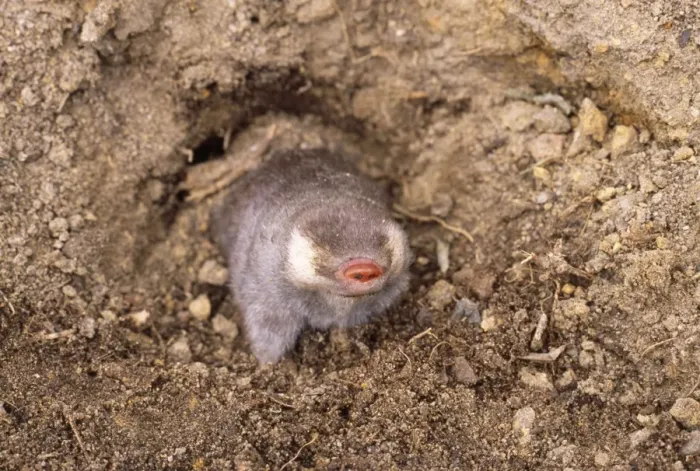 Framed Print : Cape Golden Mole Framed Print : Cape Golden Mole