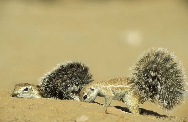 Cape Ground Squirrel - 2 young, lazing around. Kalahari Desert, Kgalagadi Transfrontier Park, South Africa
