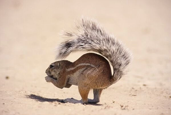 Cape Ground Squirrel Botswana, Africa