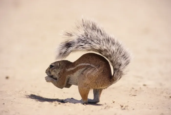 Framed Print : Cape Ground Squirrel Botswana, Africa Framed Print : Cape Ground Squirrel Botswana, Africa
